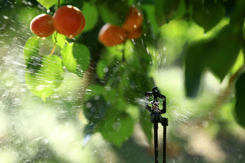 Système d'irrigation d’abricotiers (photo)