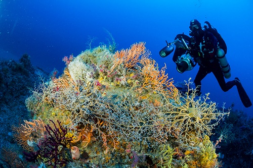 Vue sous-marine en Méditerranée (photo)