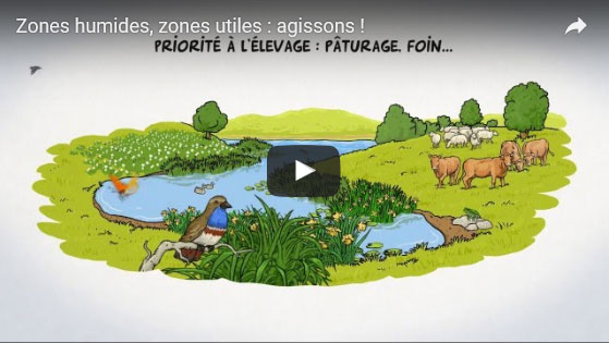 Vidéo : Zones humides, zones utiles : agissons 