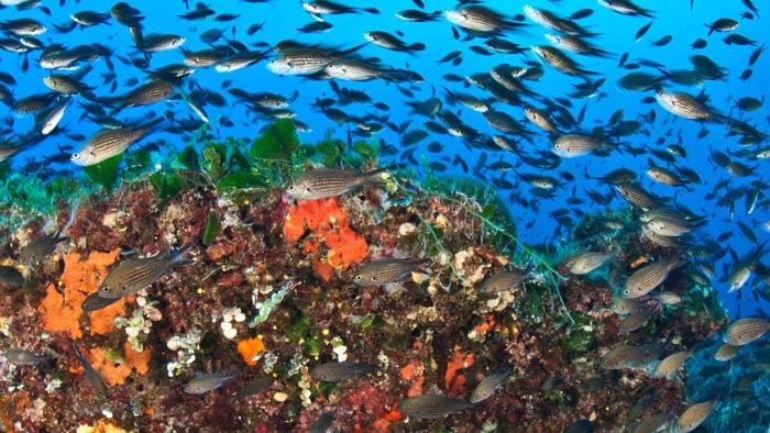 Coralligène Sud Tavolara (photo)