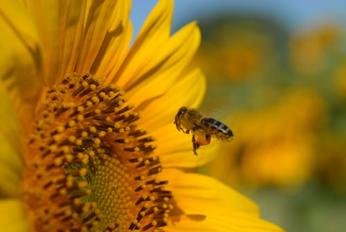 tournesol et abeille (photo)