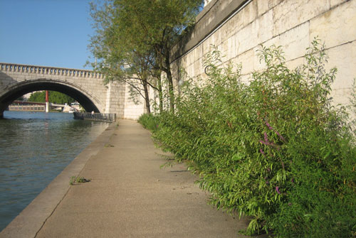 vegetation urbaine (photo)