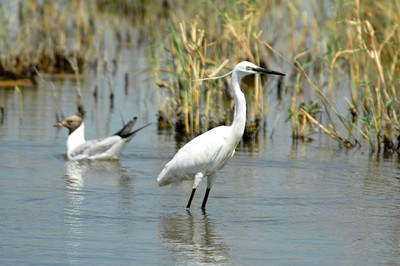 oiseaux et marais (photo)