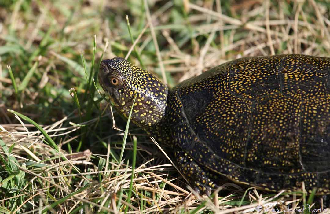 Cistude d'Europe (Emys orbicularis),