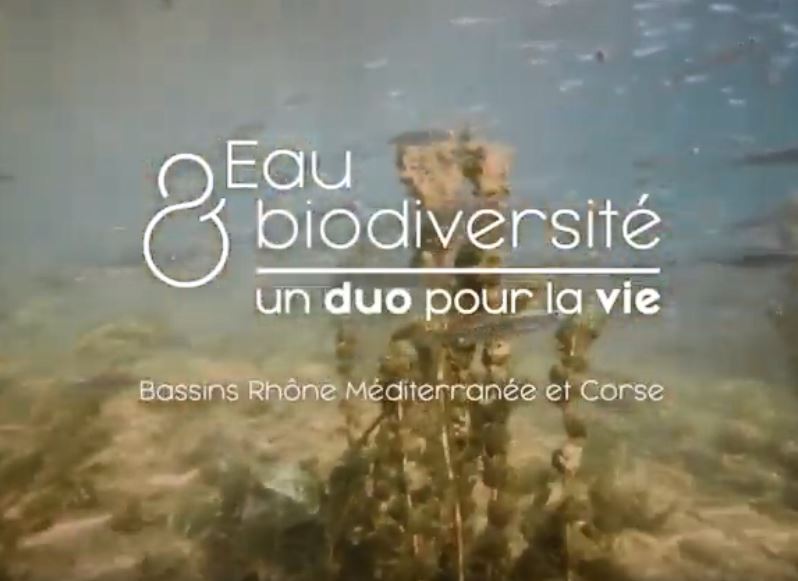 vignette film eau et biodiv