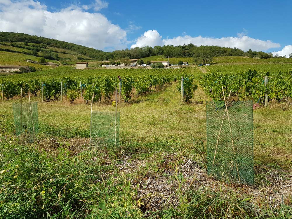 Haies   Beaujolais web