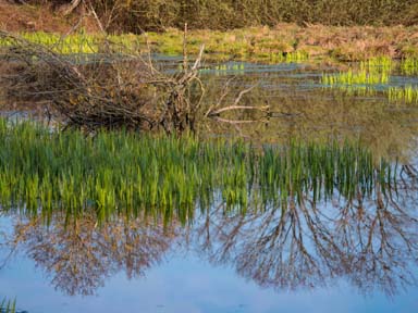 Marais et reflets 31032019 P Gerbert