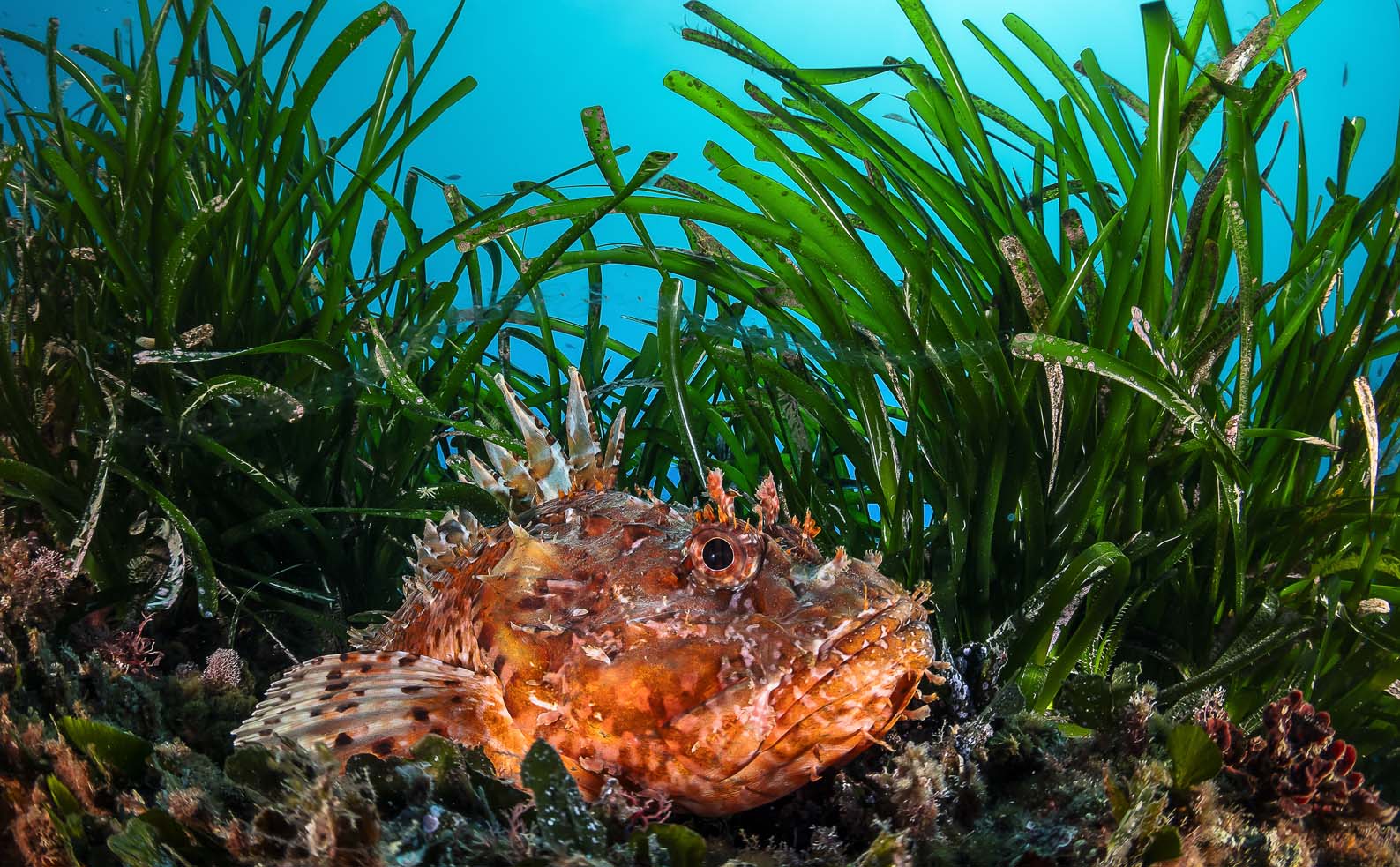 WAM - EXPEDITION PELAGOS - Fonds coralligène rocheux - Chapon (Scorpaena scrofa)