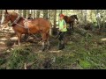 Restaurer les tourbières pour soutenir les débits dans la haute vallée de l'Aude François Chatellard