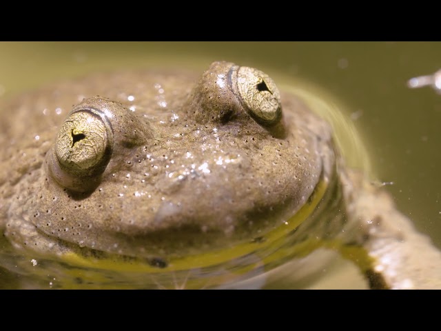 Eau et biodiversité, un duo pour la vie